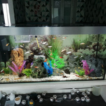 aquariophile Aquariophiliste59