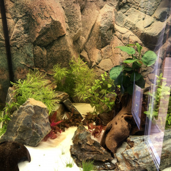 aquariophile eric83260