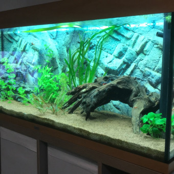 aquariophile valentin-pasqualini