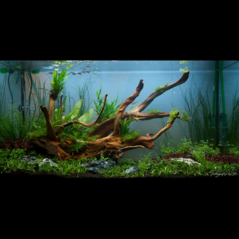 aquariophile Vincenzo