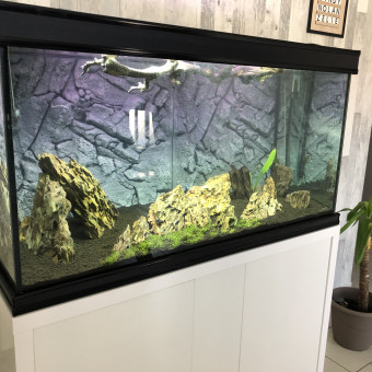 aquariophile dimitri-caboche