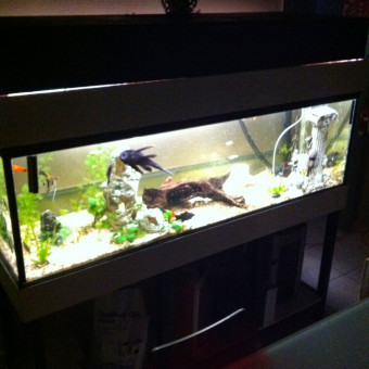 aquariophile Imdoctor