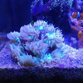 aquariophile Pitiyeux