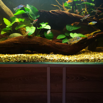 aquariophile Marc113