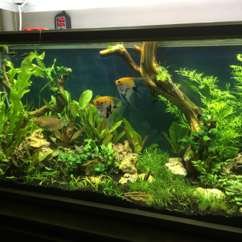 aquariophile Bartleby