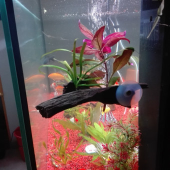 aquariophile ndt-mika