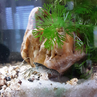 aquariophile Oh-Bonne-Mer78