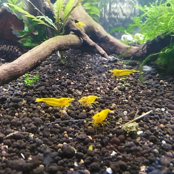aquariophile othmane-rabzou