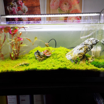 aquariophile eddy738