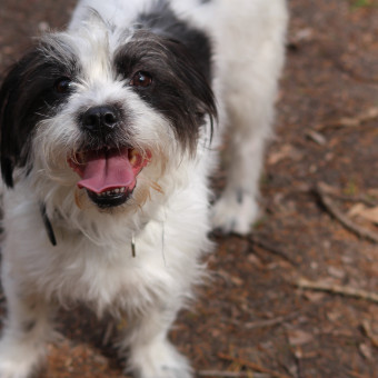 aquariophile thomas-corcoral