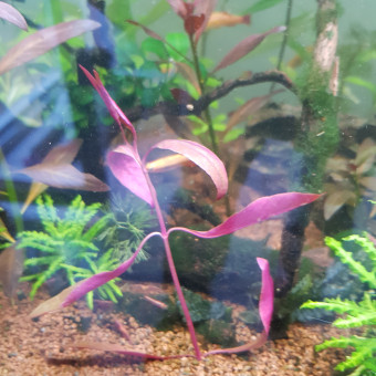 aquariophile Tomtom14