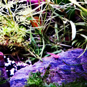 aquariophile lou-loute