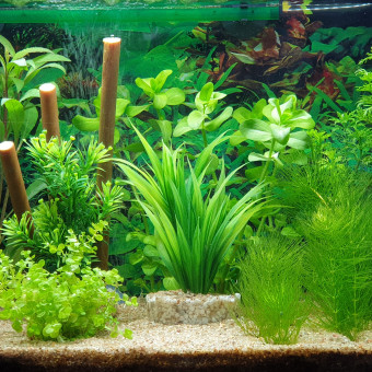 aquariophile Gaby86