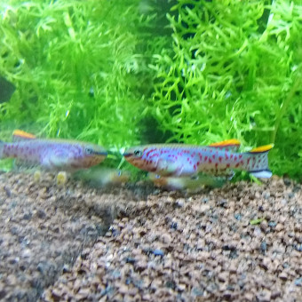 aquariophile fab57240