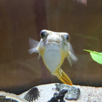aquariophile Emyly9