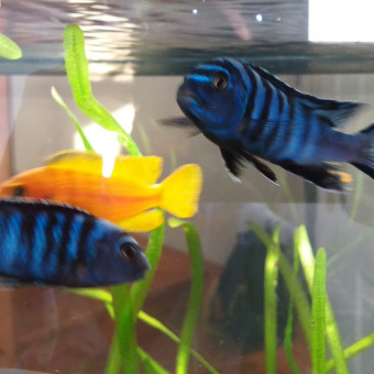 aquariophile Aurelia80