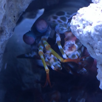 aquariophile valerie-lepretre