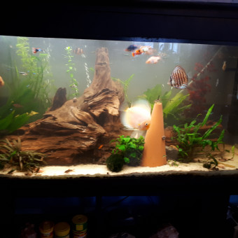 aquariophile Discus_scalaire