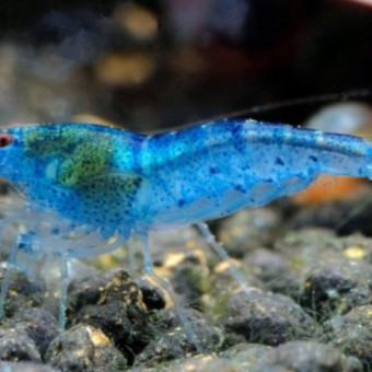 aquariophile Perceval24750