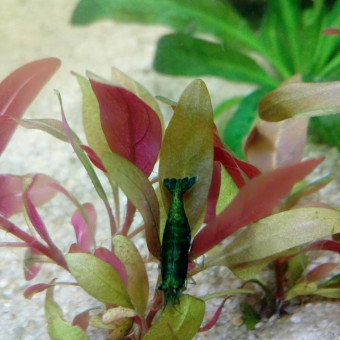 aquariophile anasthasia-mk