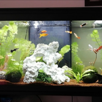 aquariophile LFj30190