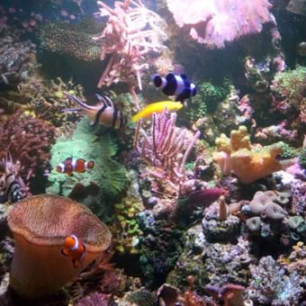 aquariophile Gillumum