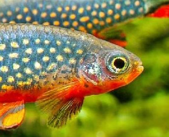 aquariophile Crocmag