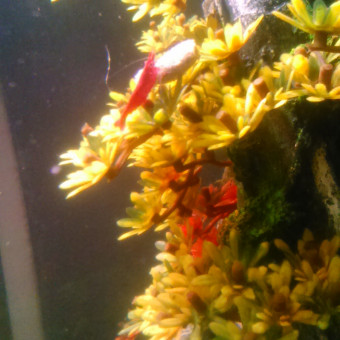 aquariophile Pamfish