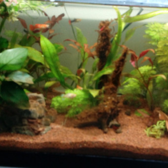 aquariophile Chrikslove