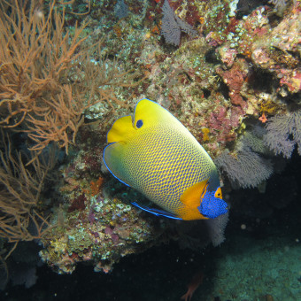 aquariophile ColisaDUBOUCHON