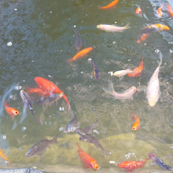 aquariophile Mareine