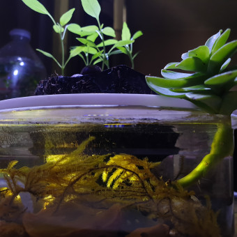 aquariophile Floralik