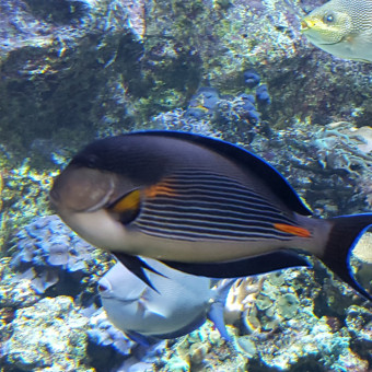aquariophile Kyllie65
