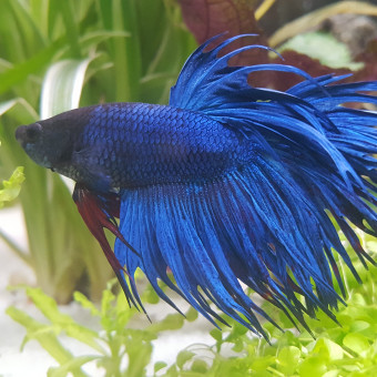 aquariophile laurent1402