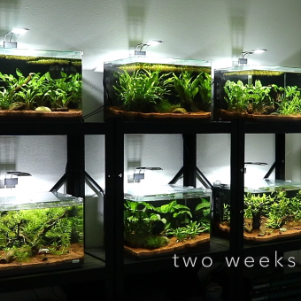 aquariophile Pierre974