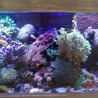 aquariophile mousquetaire603