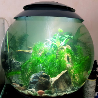 aquariophile flo-flo