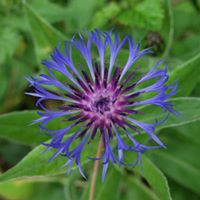 aquariophile patrick-louboutin