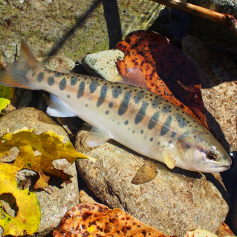 aquariophile Intestin78