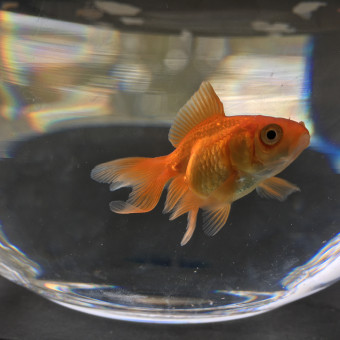 aquariophile Jeliza