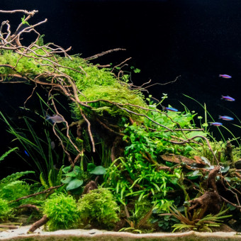 aquariophile sapmath