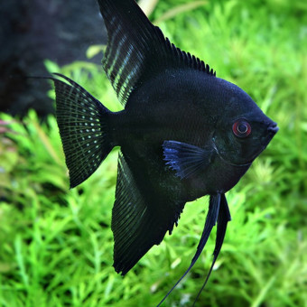 aquariophile hugo-aqua-amazonien