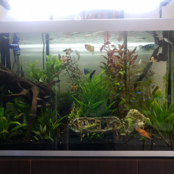 aquariophile flllorian85