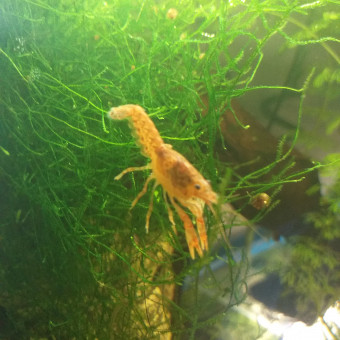 aquariophile oliv2602