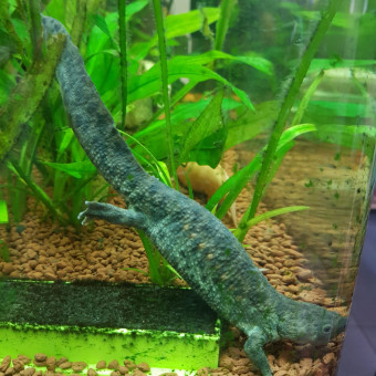 aquariophile Jeanjean42