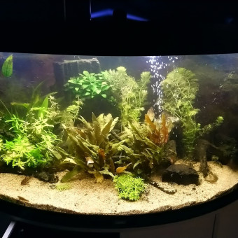 aquariophile matthaux