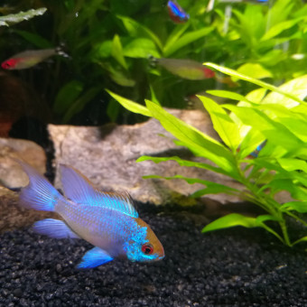 aquariophile Arno-84