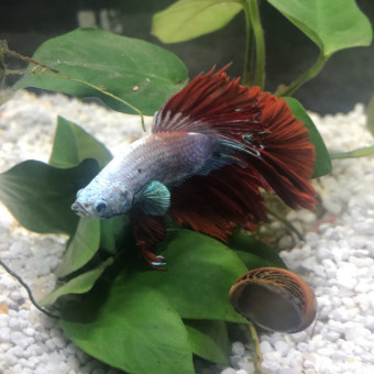 aquariophile Lea.btk