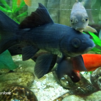 aquariophile RICOUNET