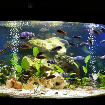 aquariophile venturi33